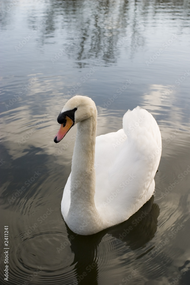 Obraz premium swan poses for camera