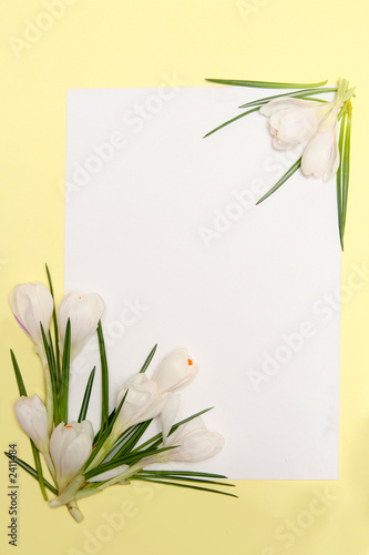 Fototapeta Naklejka Na Ścianę i Meble -  spring flowers frame