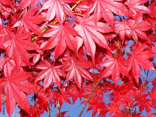 red maple elaf photo