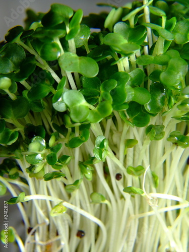 cress portrait 1