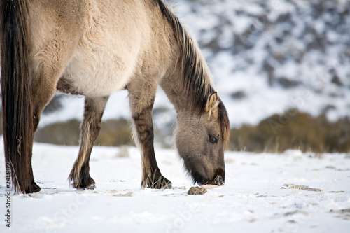 wild horse grazing in snow
