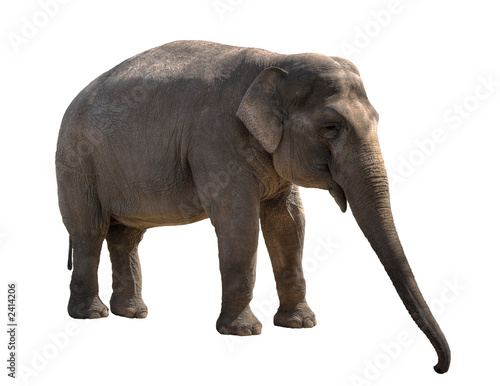 young she-elephant over white background