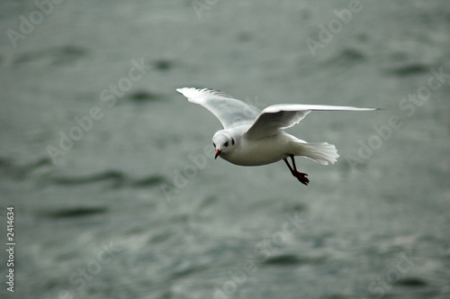 mouette