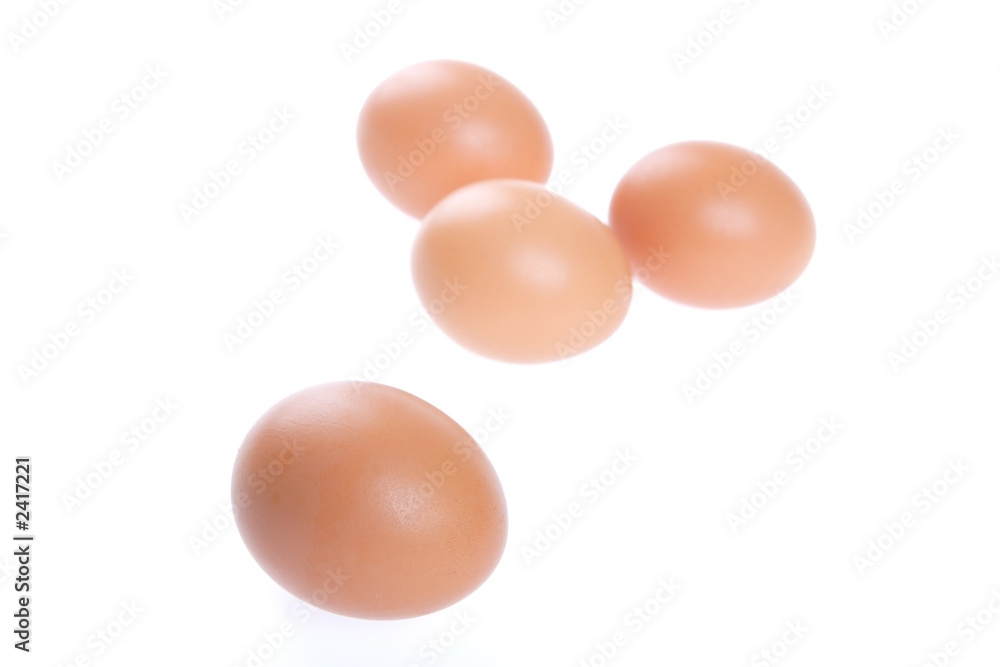 egg, bird