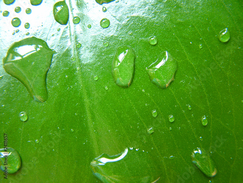 feuille
