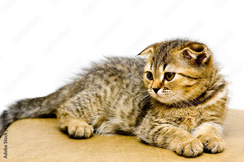 Fototapeta premium little playful kitten