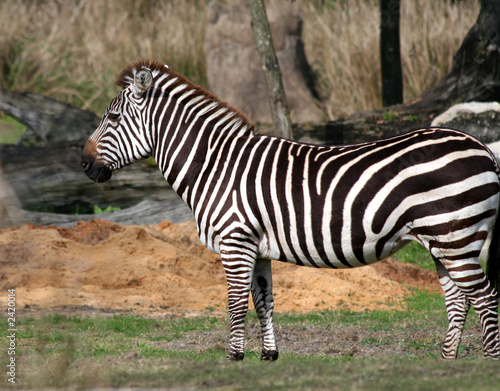 lone zebra © Iris Schneider