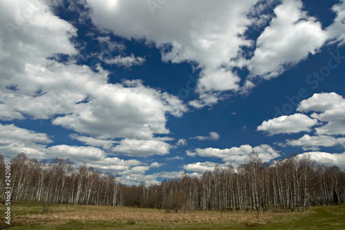 spring landscape with birch forest, field, blue sky and  clouds.