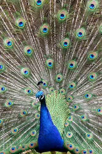 peacock