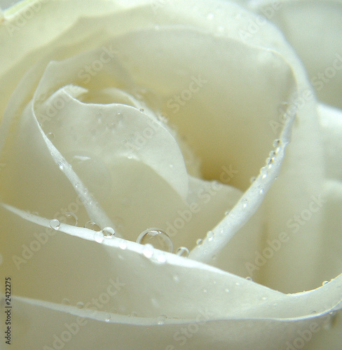 rose blanche