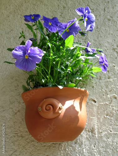 violet flower 2