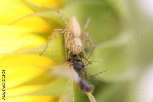 spider eating insect