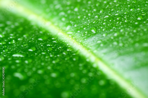 green leaf with waterdrops