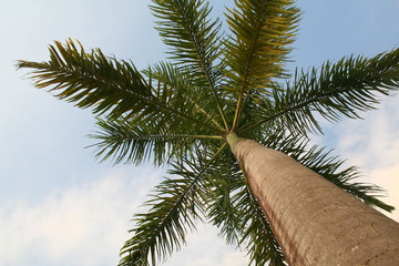 Wandcirkels Palmboom Caribische palmboom aan kust  © granitepeaker