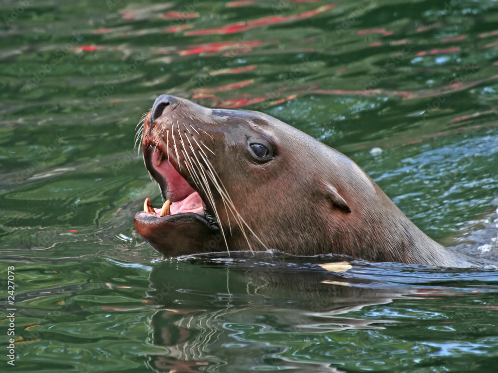 Fototapeta premium head of a sea lion.