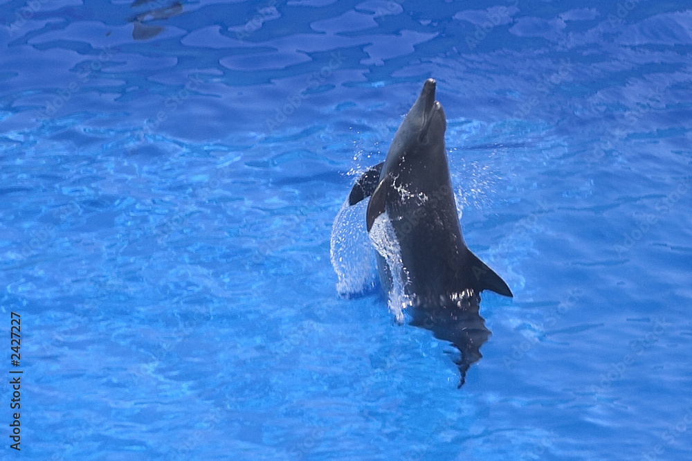 Obraz premium delphine