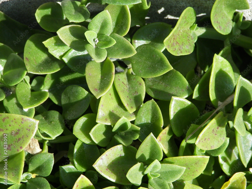 succulent plant succulent plant