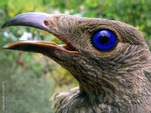 bowerbird