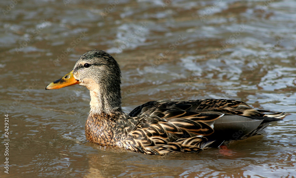 Fototapeta premium mallard swimming
