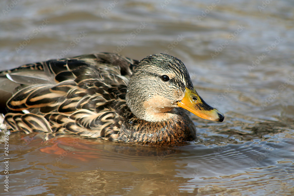 Fototapeta premium swimming mallard