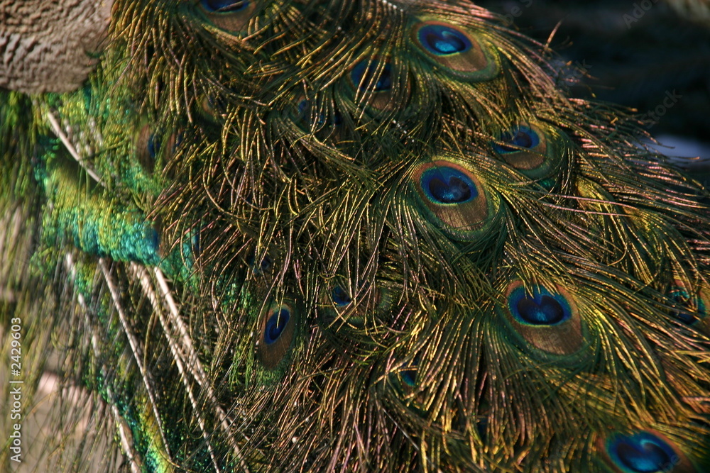 Fototapeta premium peacock feathers