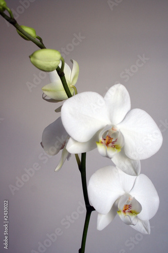 white orchid photo