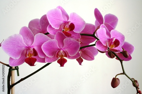 orchid