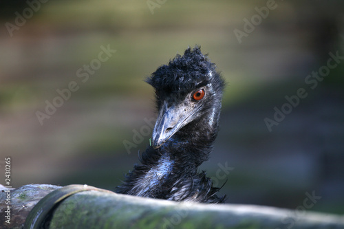 emu photo