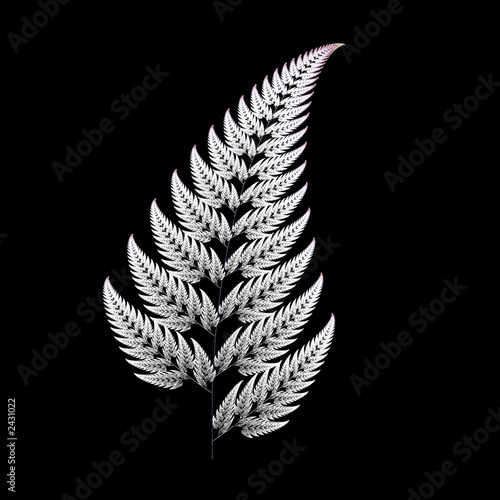 fern