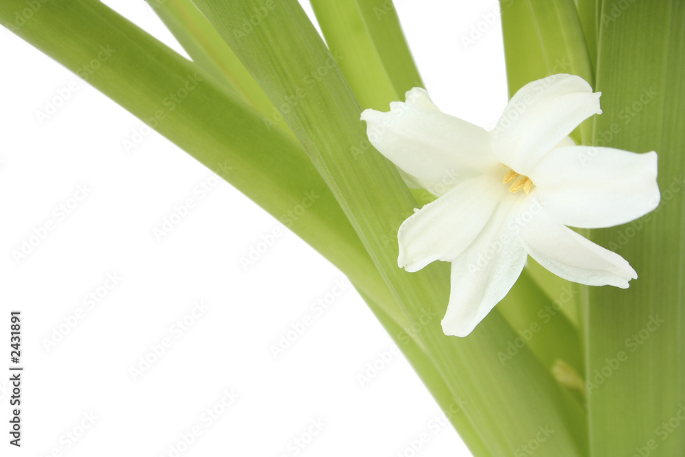 Obraz premium flowers hyacinth