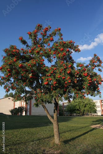 Foto mountain ash, rowanberries