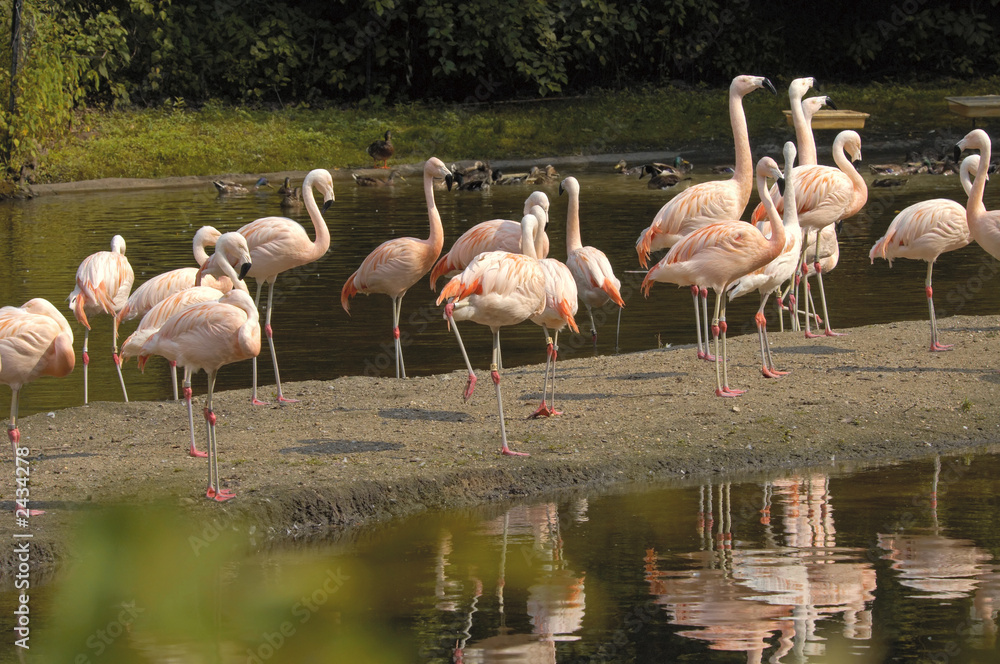 flamingos at sunset