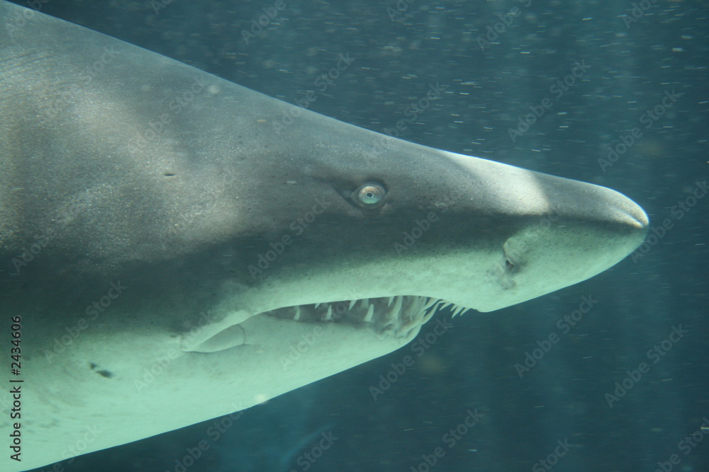Naklejka premium ragged tooth shark