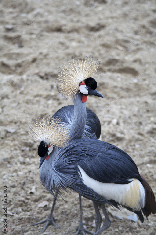 Fototapeta premium grey crowned crane