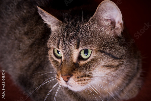 Wallpaper Mural cat Torontodigital.ca