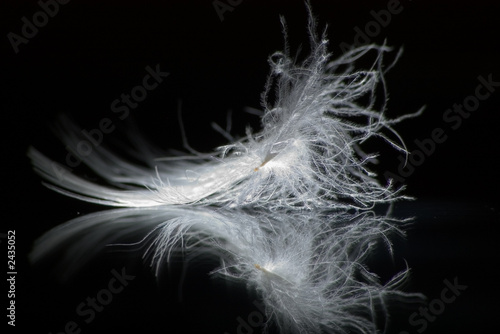 feather2