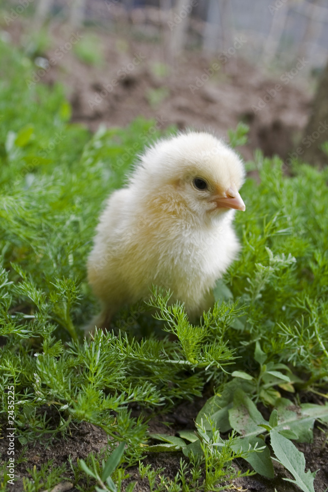 yellow chick on green grass close-up