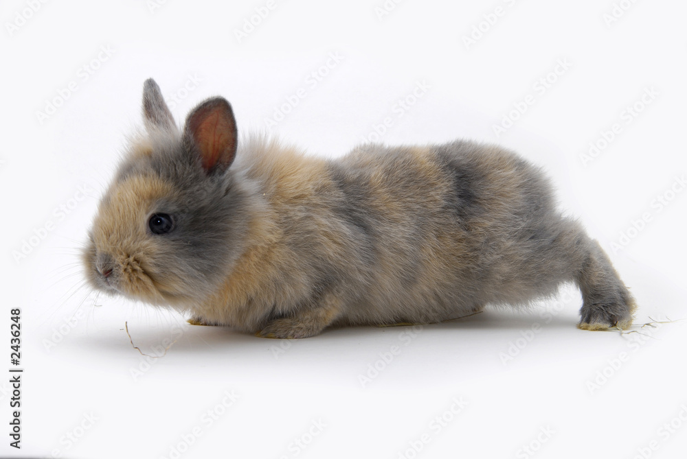 Obraz premium small rabbit