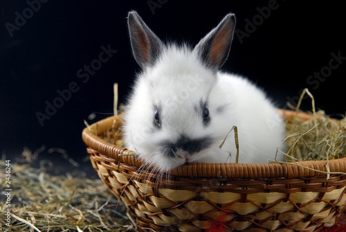 small rabbit in basket