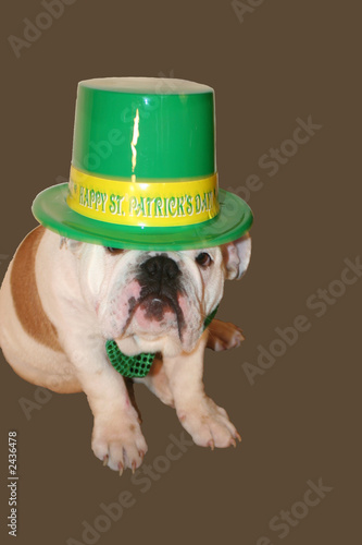 festive dog
