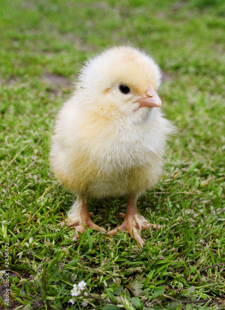 yellow chick on green grass close-up in springtime