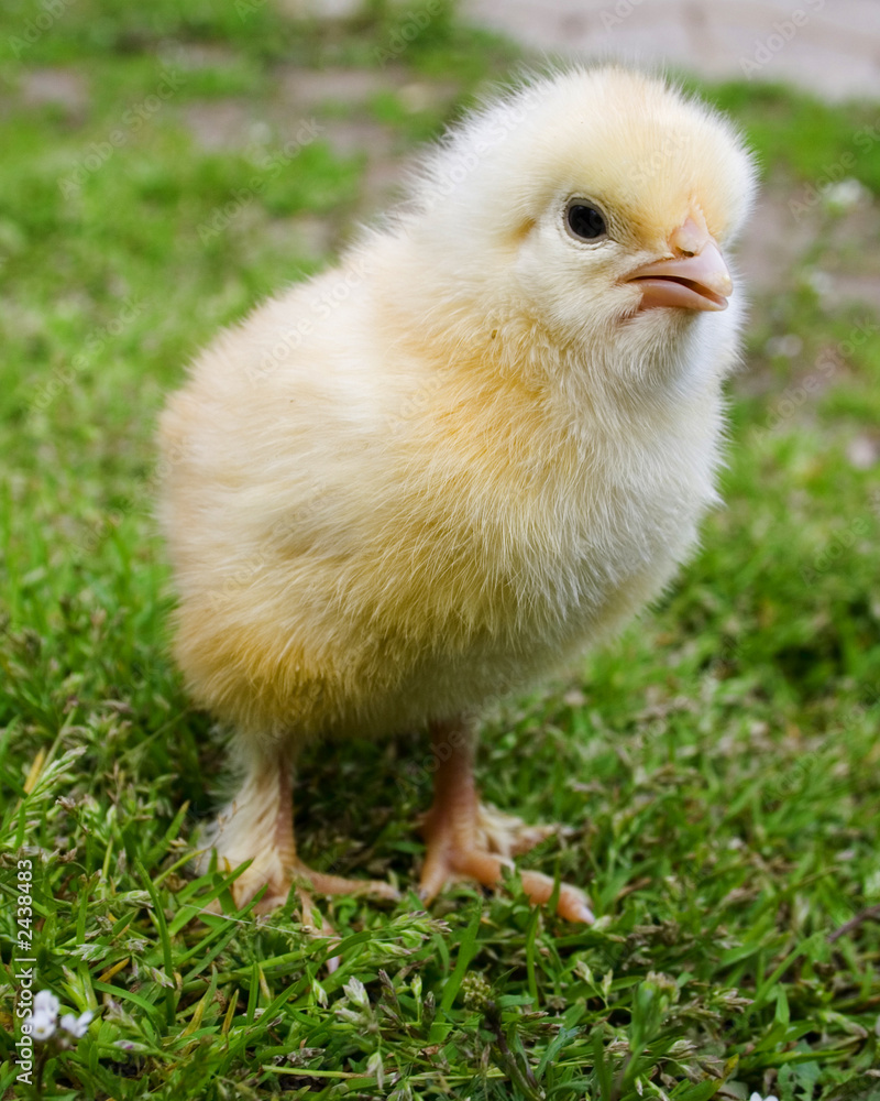 yellow chick on green grass close-up i
