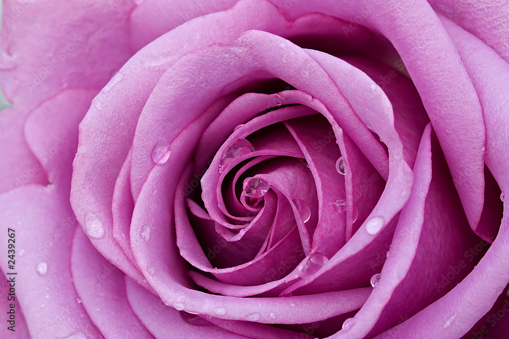 pink rose with water droplets pink rose with water droplets