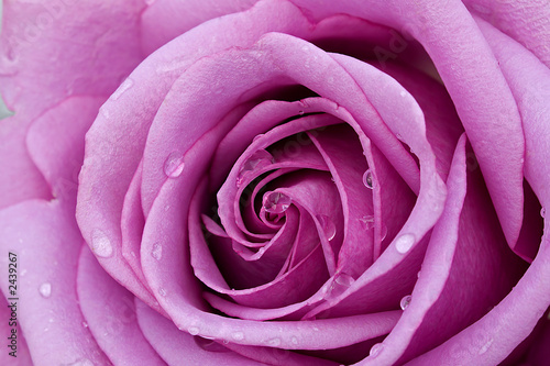 pink rose with water droplets