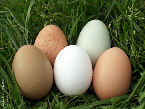 multicolored farm fresh eggs