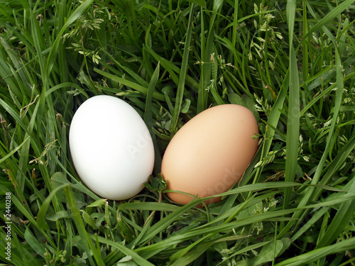 farm fresh eggs