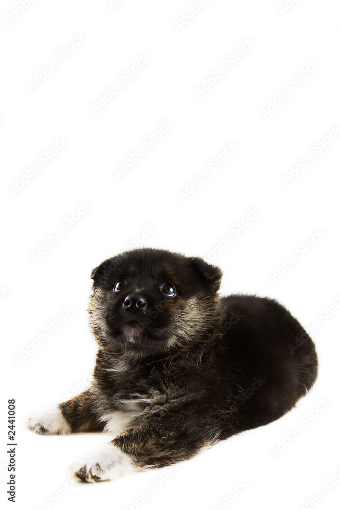 Obraz premium dreaming puppy