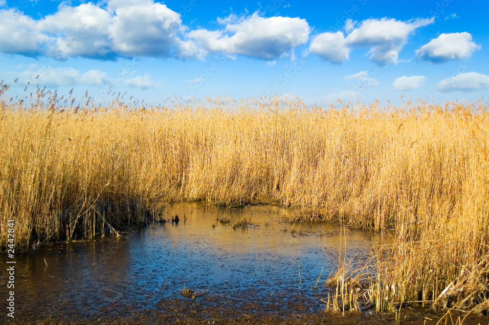 the marshland.