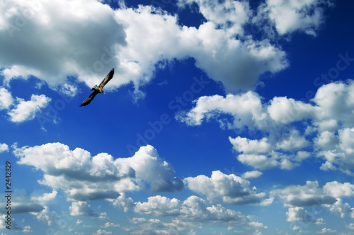 bird and sky