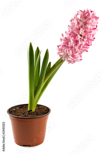 hyacinth-decorative indoor plant